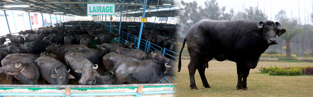 Buffalo meat manufacturer & supplier in India