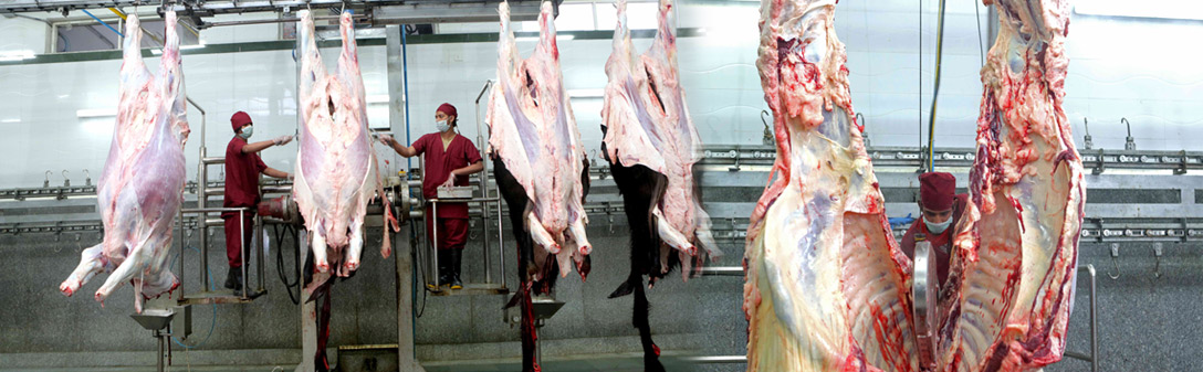 Halal buffalo meat manufacturer in delhi