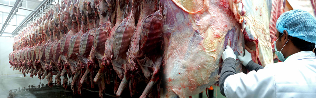Boneless Buffalo Meats Manufactures